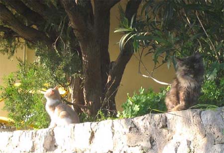 cats in Positano